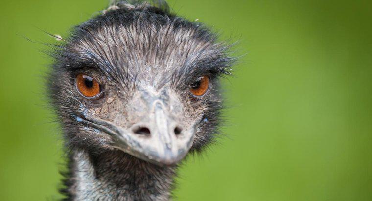 Làm thế nào để Emus thoát khỏi những kẻ săn mồi của họ?