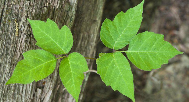 Phát ban Ivy độc có khả năng lây lan như thế nào?