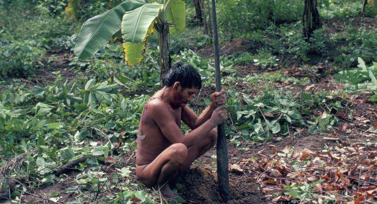 Người Yanomami ăn gì?