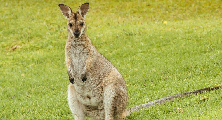 Chuỗi thức ăn của Kangaroo là gì?