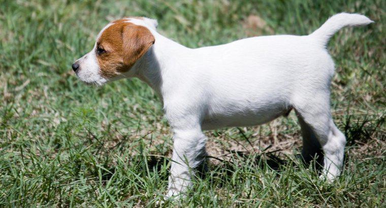 Một số mẹo để cứu chó con Jack Russell Terrier là gì?