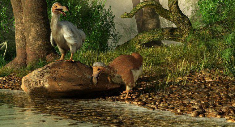 Khi nào loài Dodo tuyệt chủng?