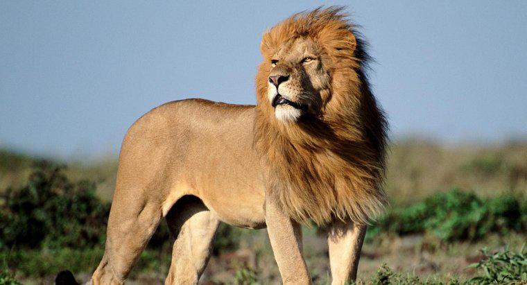 Có bao nhiêu sư tử châu Phi trong tự nhiên?