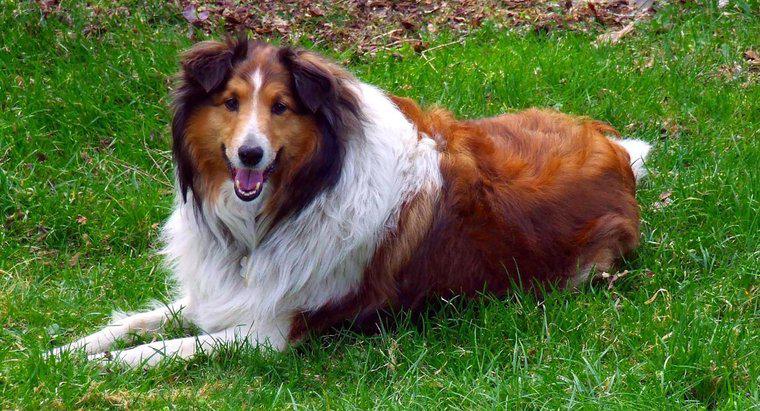 Lassie là giống chó gì?