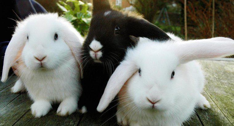 Làm thế nào bạn có thể biết một con thỏ là con đực hay con cái?