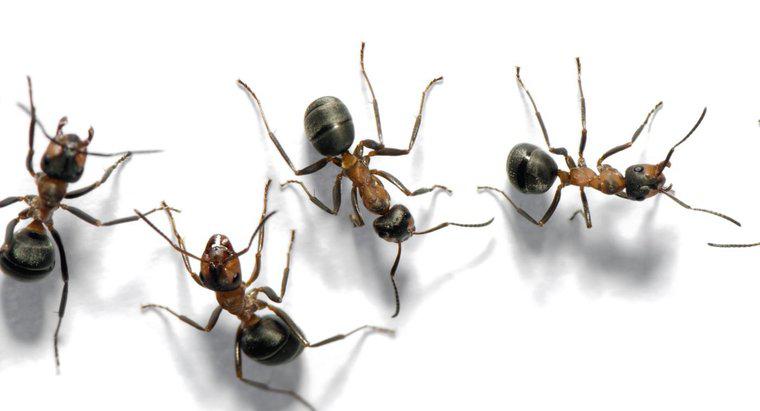 Bạn gọi một nhóm kiến ​​là gì?