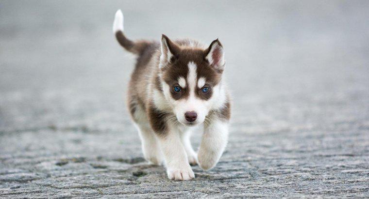 Một chú chó Husky mini đã trưởng thành hoàn toàn sẽ lớn đến mức nào?