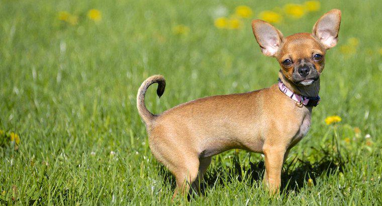 Hành vi Bình thường của Chihuahua là gì?