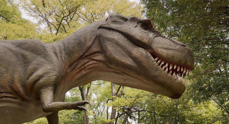 Họ hàng gần nhất của khủng long bạo chúa Rex là gì?