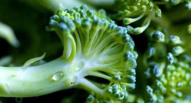 Làm thế nào để bạn biết nếu bông cải xanh bị xấu?