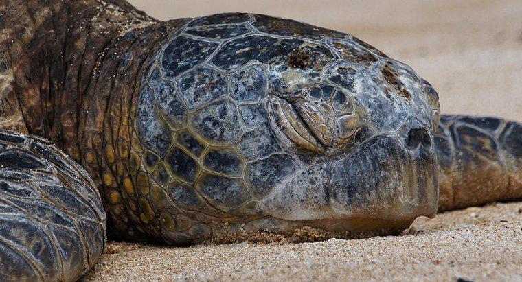 Làm thế nào bạn có thể biết một con rùa bao nhiêu tuổi?