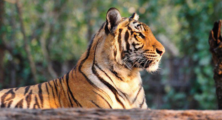 Tại sao hổ là loài nguy cấp?