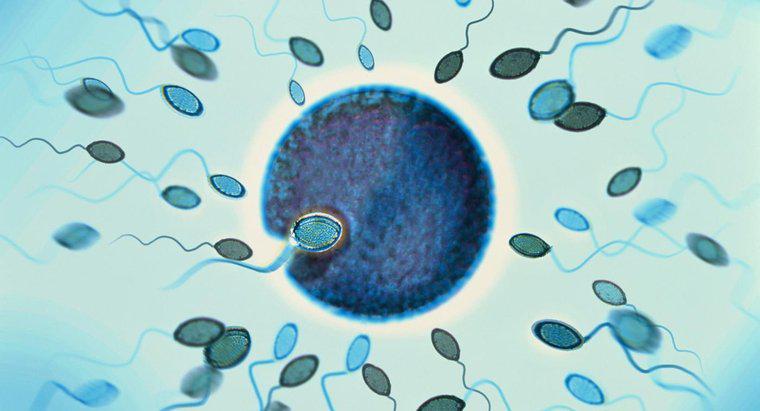 Quá trình thụ tinh diễn ra ở đâu trong hệ thống sinh sản của phụ nữ?