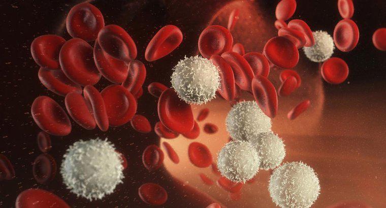 Nguyên nhân nào gây ra số lượng tế bào máu trắng thấp?