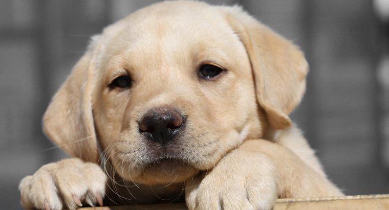 Chó Labrador Mini có tồn tại trong tự nhiên không?
