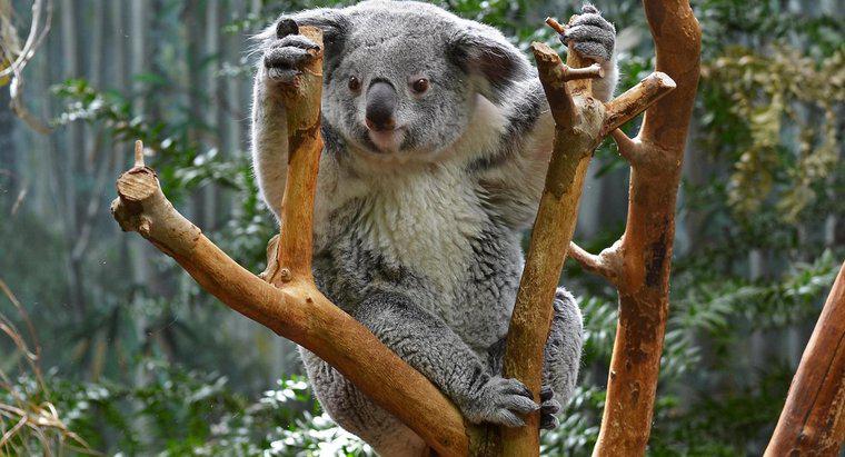 Koalas có đuôi không?