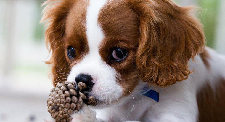 Hạt thông có độc đối với chó không?