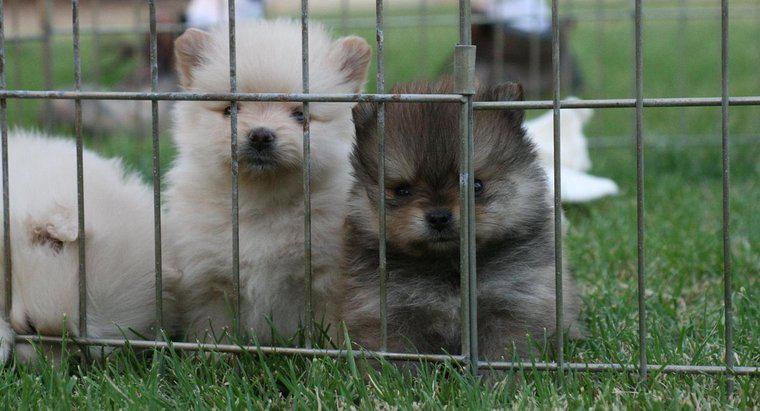 Pomeranians có bao nhiêu chó con trong một ổ đẻ?