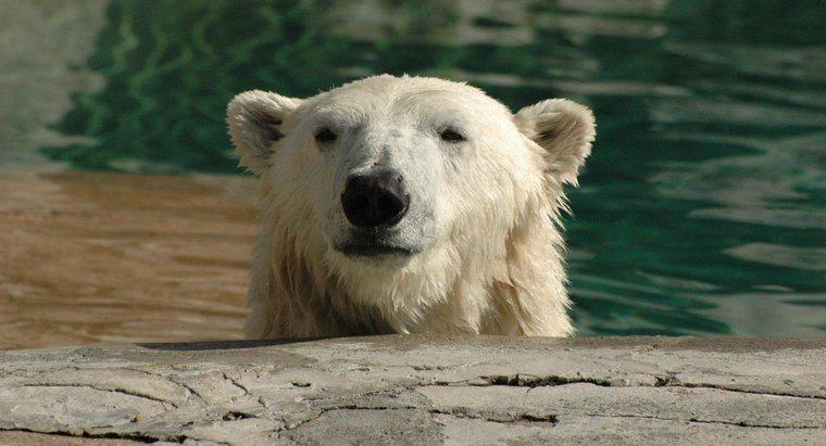 Làm thế nào để gấu Bắc Cực thích nghi với môi trường sống của chúng?