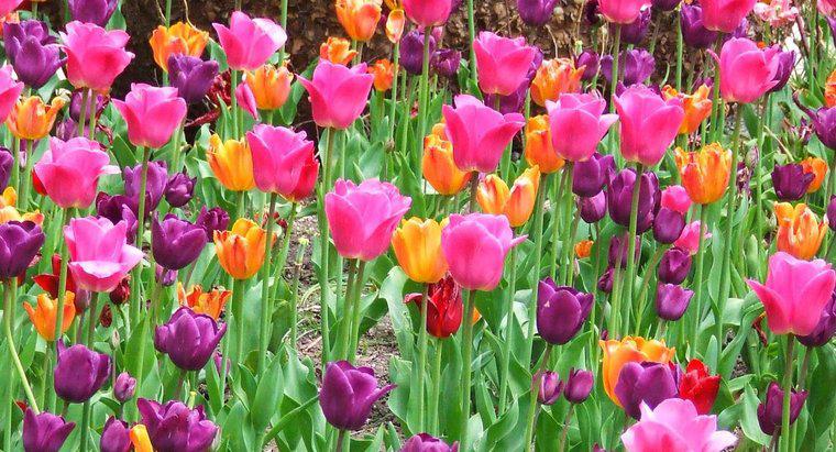Tôi có thể cấy hoa tulip vào mùa xuân không?