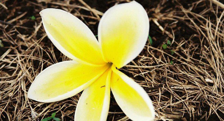 Hoa gì được sử dụng để làm một Lei Hawaii?