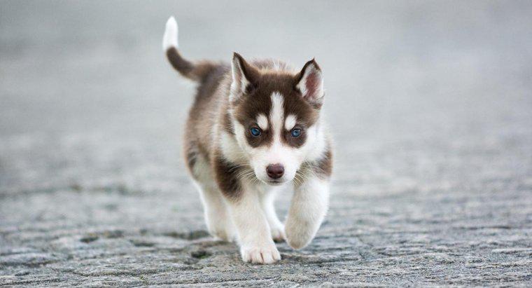 Một số thông tin về chó con Siberian Husky thu nhỏ là gì?