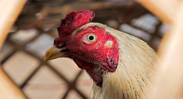Làm thế nào để gà có thể chạy sau khi đầu của chúng bị cắt?