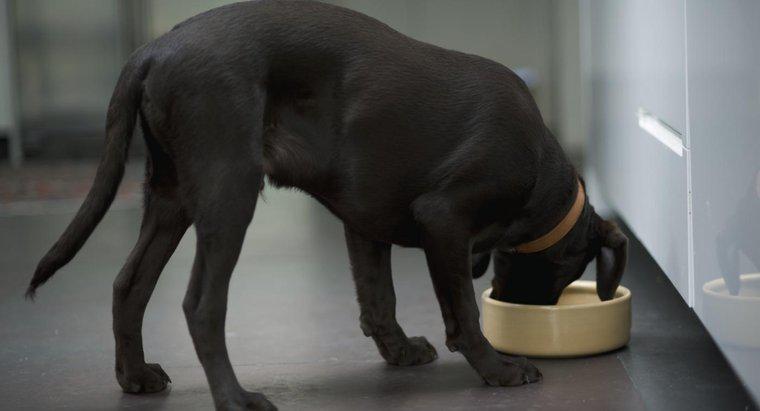 Một ngày Labrador cần ăn bao nhiêu?