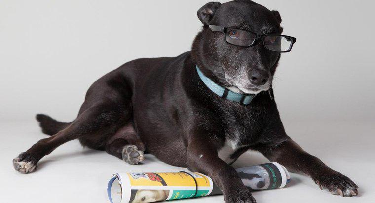 Một số loài chó thông minh nhất là gì?