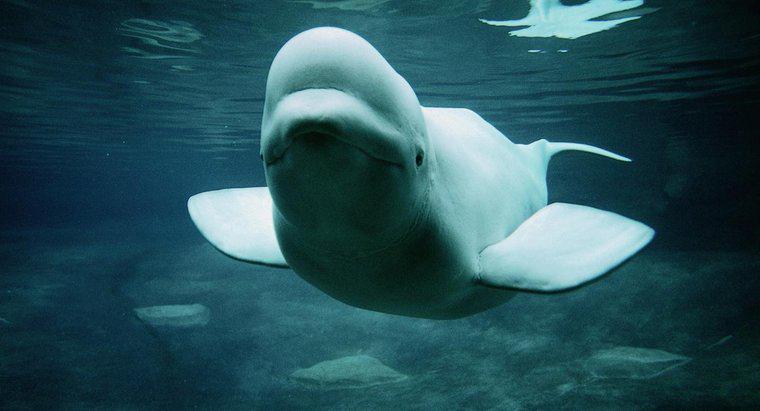 Cá voi Beluga tự vệ như thế nào?
