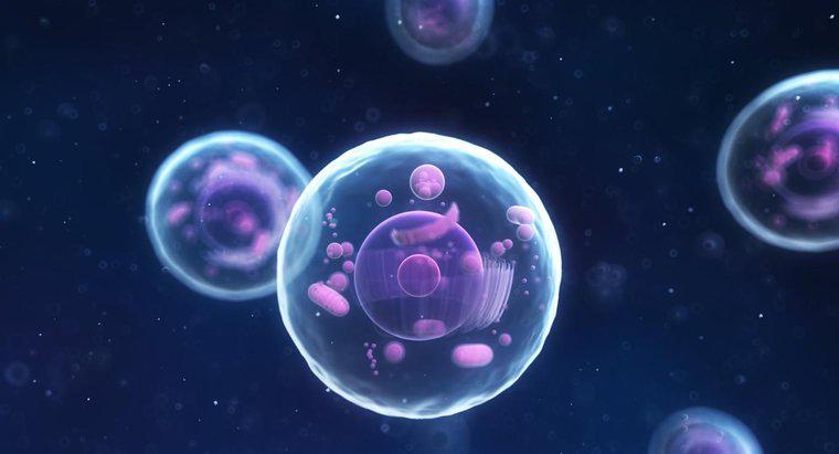 Tại sao Hạt nhân được gọi là Trung tâm Điều khiển của Tế bào?
