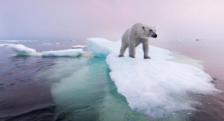 Những gì đang được thực hiện để bảo tồn quần thể gấu Bắc cực?