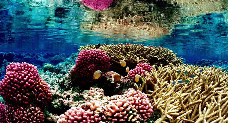 Tại sao các rạn san hô lại nguy cấp?