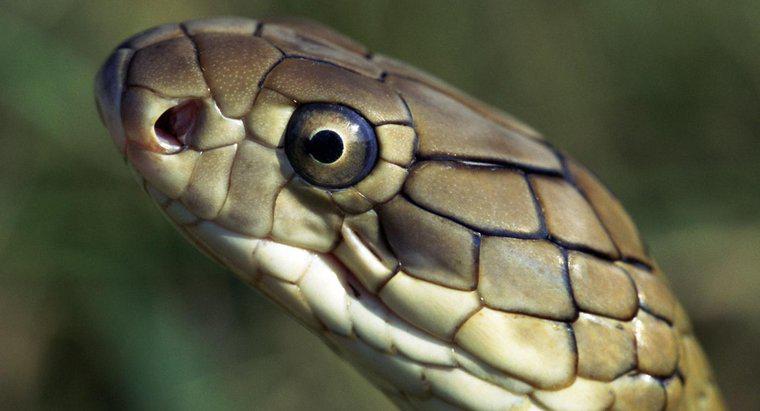 Kẻ thù tự nhiên của rắn hổ mang chúa là gì?