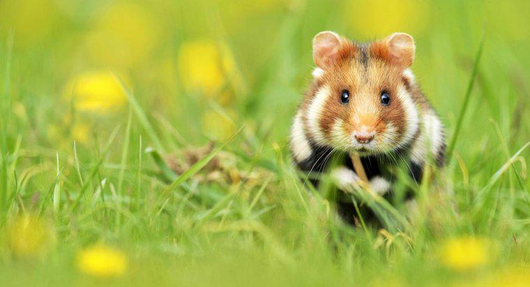 Hamster sống ở đâu trong tự nhiên?