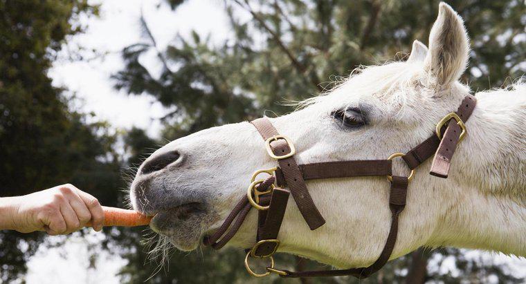 Ngựa có phải là động vật ăn cỏ?
