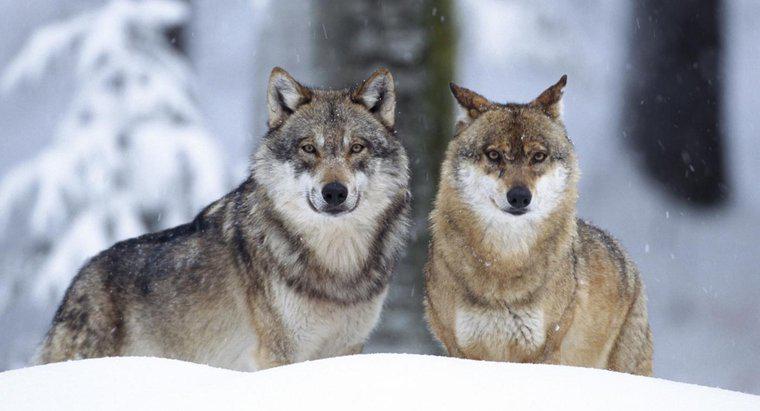 Niche sinh thái của một con sói xám là gì?