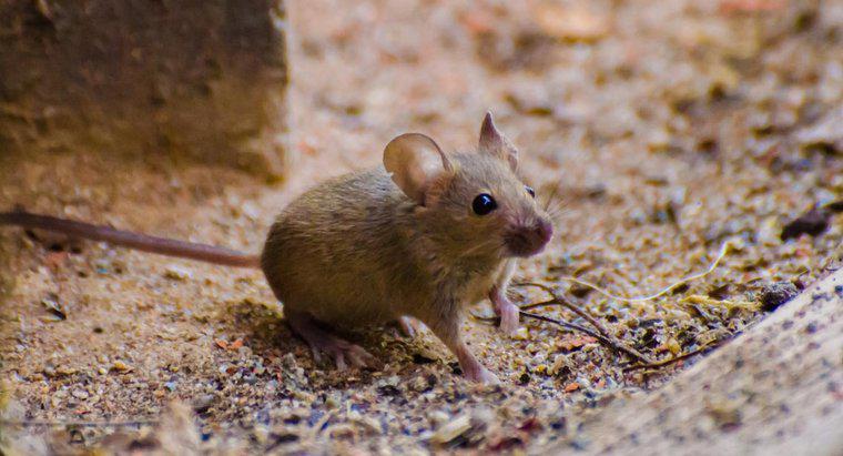 Điều trị cho Vết cắn của Chuột là gì?