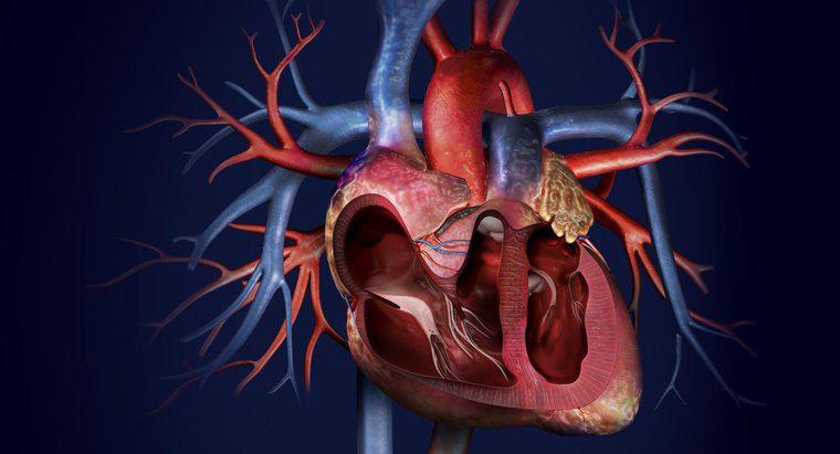 Động mạch chính trong cơ thể bạn là gì?