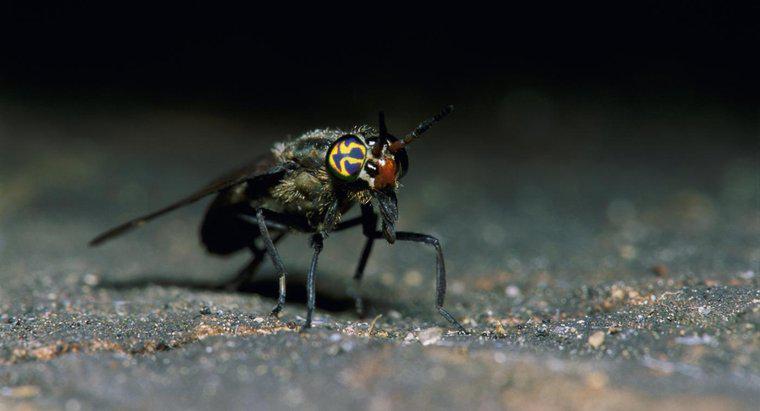 Làm thế nào để bạn điều trị vết cắn của ruồi hươu?