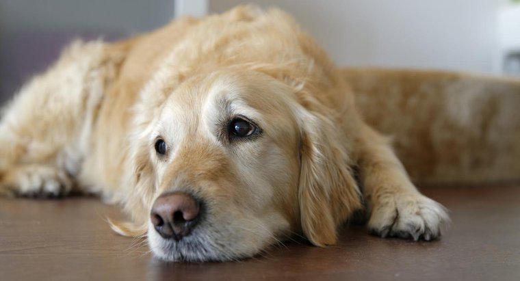 Các triệu chứng cho thấy một con chó đang chết là gì?