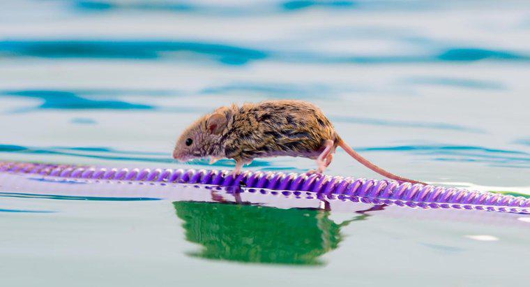Chuột có thể sống được bao lâu nếu không có nước?