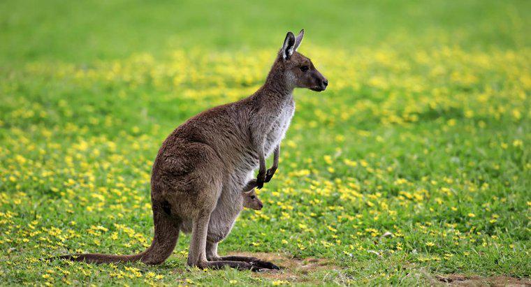 Kanguru sống được bao lâu?