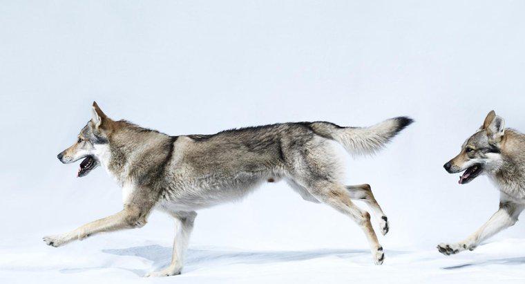 Một số sự thật thú vị về loài sói là gì?
