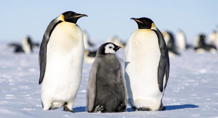 Làm thế nào để chim cánh cụt hoàng đế nuôi con của chúng?