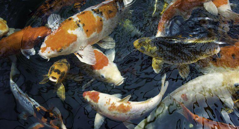 Sự khác biệt giữa Koi và Goldfish là gì?