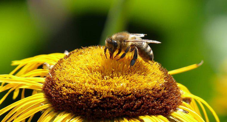 Một số triệu chứng phản ứng ong đốt là gì?