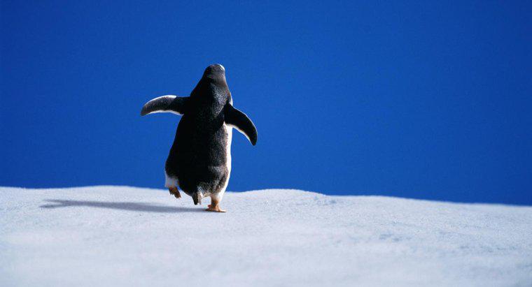 Gấu Bắc Cực có ăn chim cánh cụt không?
