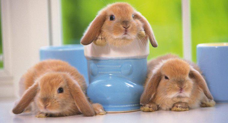 Bạn có thể mua thỏ mini Lop cho bé ở đâu?