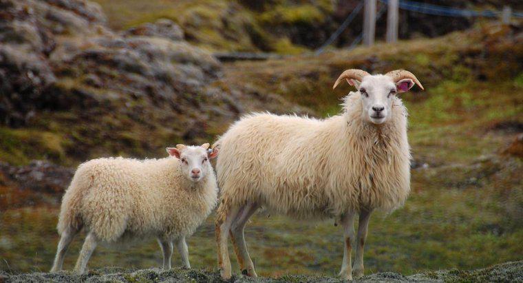 Một con cừu đực được gọi là gì?